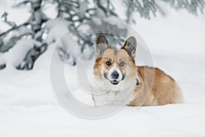 Funny puppy of a corgi dog walks in snowdrifts in the winter park