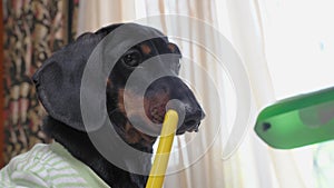 Funny puppy dachshund dog writes something with felt tip pen and looks carefully on the teacher, close up. Dog education