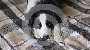 Funny puppy dog border collie lying on couch with plaid indoors. Little pet dog at home keeping warm with blanket in