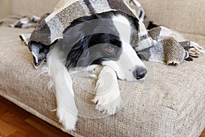 Funny puppy dog border collie lying on couch under plaid indoors. Little pet dog at home keeping warm hiding under