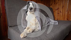 Funny puppy dog border collie lying on couch under plaid indoors. Little pet dog at home keeping warm hiding under