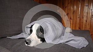 Funny puppy dog border collie lying on couch under plaid indoors. Little pet dog at home keeping warm hiding under