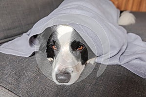 Funny puppy dog border collie lying on couch under plaid indoors. Little pet dog at home keeping warm hiding under