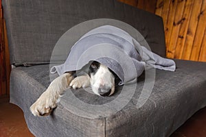 Funny puppy dog border collie lying on couch under plaid indoors. Little pet dog at home keeping warm hiding under