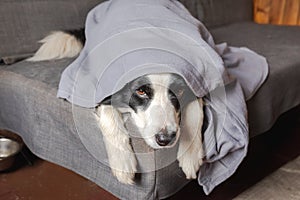 Funny puppy dog border collie lying on couch under plaid indoors. Little pet dog at home keeping warm hiding under