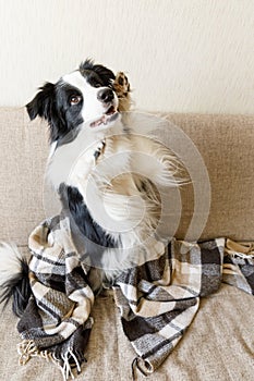 Funny puppy dog border collie lying on couch under plaid indoors. Little pet dog at home keeping warm hiding under blanket in cold