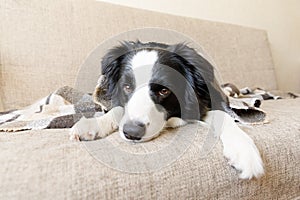 Funny puppy dog border collie lying on couch under plaid indoors. Little pet dog at home keeping warm hiding under blanket in cold