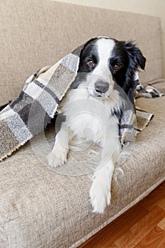 Funny puppy dog border collie lying on couch under plaid indoors. Little pet dog at home keeping warm hiding under blanket in cold