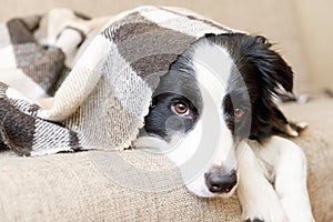 Funny puppy dog border collie lying on couch under plaid indoors. Little pet dog at home keeping warm hiding under blanket in cold