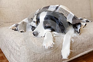 Funny puppy dog border collie lying on couch under plaid indoors. Little pet dog at home keeping warm hiding under blanket in cold