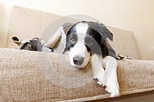 Funny puppy dog border collie lying on couch under plaid indoors. Little pet dog at home keeping warm hiding under blanket in cold