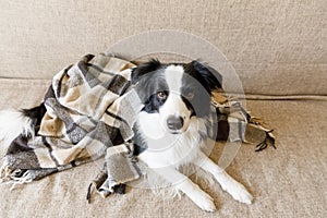 Funny puppy dog border collie lying on couch under plaid indoors. Little pet dog at home keeping warm hiding under blanket in cold