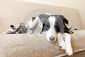 Funny puppy dog border collie lying on couch under plaid indoors. Little pet dog at home keeping warm hiding under blanket in cold