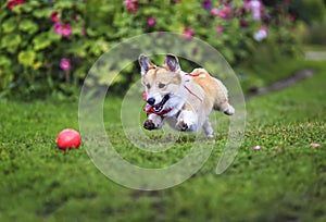 Beautiful funny puppy dog red Corgi fun runs after a red ball on a green meadow with his tongue hanging out and lifted high legs