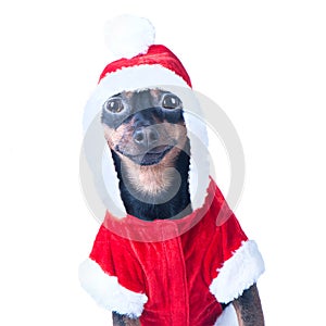 Funny puppy, dog in Santa costume