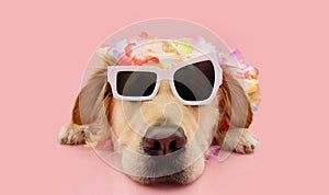 Funny puppy dog summer. Golden retriever lying down and wearing a floral garland and sunglasses.  on pink pastel