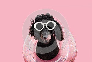 Funny puppy dog summer. Poodle licking it lips with tongue wearing a ring inflatable. Isolated on pink pastel background