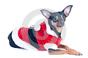 Funny puppy, dog, toyterrier in Santa costume, isolated on whi