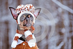 Funny puppy, a dog in a winter hat with pumples in a snowy fores