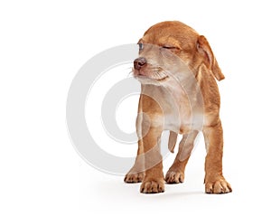 Funny Puppy Looking Side Scowling
