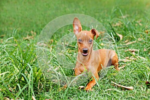 Funny puppy of Miniature Pinscher and pooch playing on green grass in yard