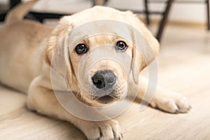 funny puppy pokes nose into camera. cute little six week old retriever dog looking in camera