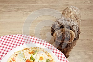 Funny puppy poodle dog begging human pizza food