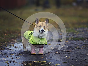 Funny puppy a red haired Corgi dog stands on a walk on a leash in rubber boots and a raincoat on an autumn rainy day and smiles