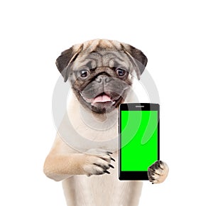 Funny puppy with smartphone. Isolated on white background