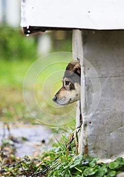 Funny puppy stuck out his nose and peeking out of his booth in r