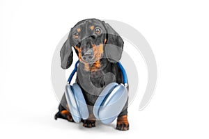 The funny puppy is wearing big blue headphones around his neck to listen to music or a podcast. Dog in noise cancelling
