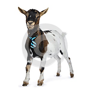 Funny pygmy goat on white background