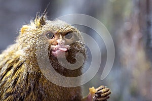 Funny Pygmy marmoset animal portrait