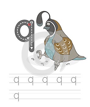 Funny quail and letters Q