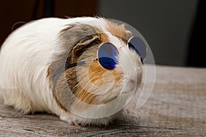 Funny quinea pig posing in sunglasses