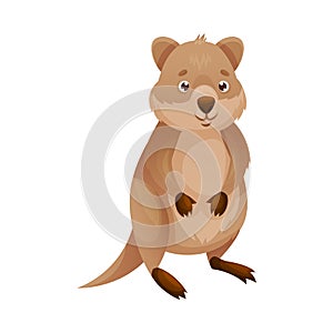 Funny Quokka as Short-tailed Scrub Wallaby with Rounded Ears Standing Vector Illustration