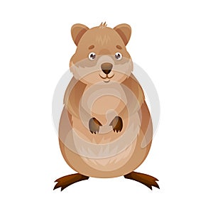 Funny Quokka as Short-tailed Scrub Wallaby with Rounded Ears Standing Vector Illustration