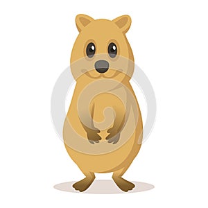 Funny quokka smiling. Flat vector illustration, isolated on white background.