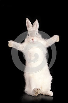 Funny rabbit with open pads