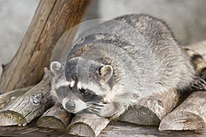 Funny raccoon