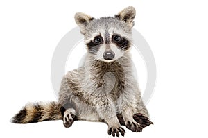 Funny raccoon