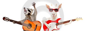 Funny raccoon with acoustic guitar and goat with electric guitar photo