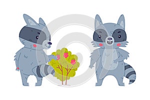 Funny Raccoon Animal Character with Striped Tail Eating Raspberry and Standing Vector Set
