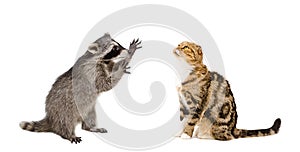 Funny raccoon and cat Scottish Fold