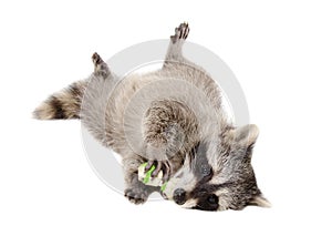 Funny raccoon chewing rawhide bone photo