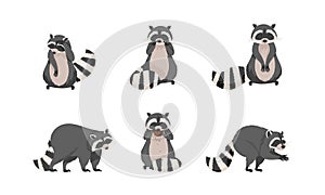 Funny Raccoon with Dexterous Front Paws and Ringed Tail Vector Set