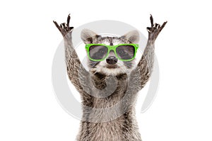 Funny raccoon in green sunglasses showing a rock gesture