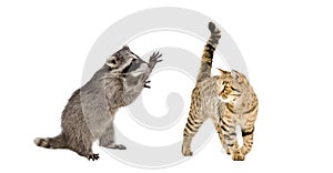 Funny raccoon playing with a cat Scottish Straight