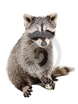 Funny raccoon playing rawhide bone