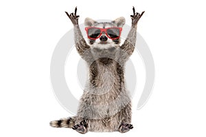 Funny raccoon in red sunglasses showing a rock gesture